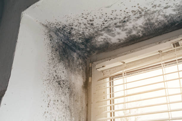 Affordable Bathroom Mold Removal solutions in Richardsville, VA